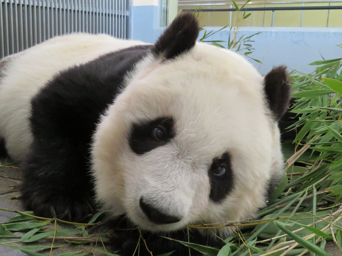 Kizu_Kagoshima's tweet image. 💊
Today's animal vitamin✨

The name of this panda is Tantan🐼
（Oji Zoo）
