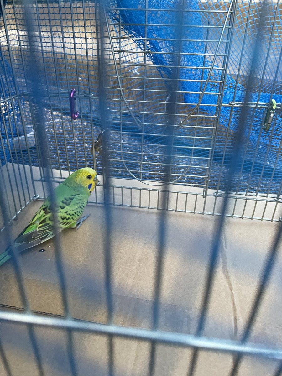 okayo049's tweet photo. いつもの屋根から飛んで見えなくなってしまい、薄暗くなってるし諦めて水路に戻ったらいたーーー‼️

@ouchilover さんのホイホイやらネットやら、保護にかける情熱がすごかったし、@mayuchuchu79 さんの紐引くタイミングも素晴らしかった✨
興奮が冷めない😤 https://t.co/OIC6jWFAW8