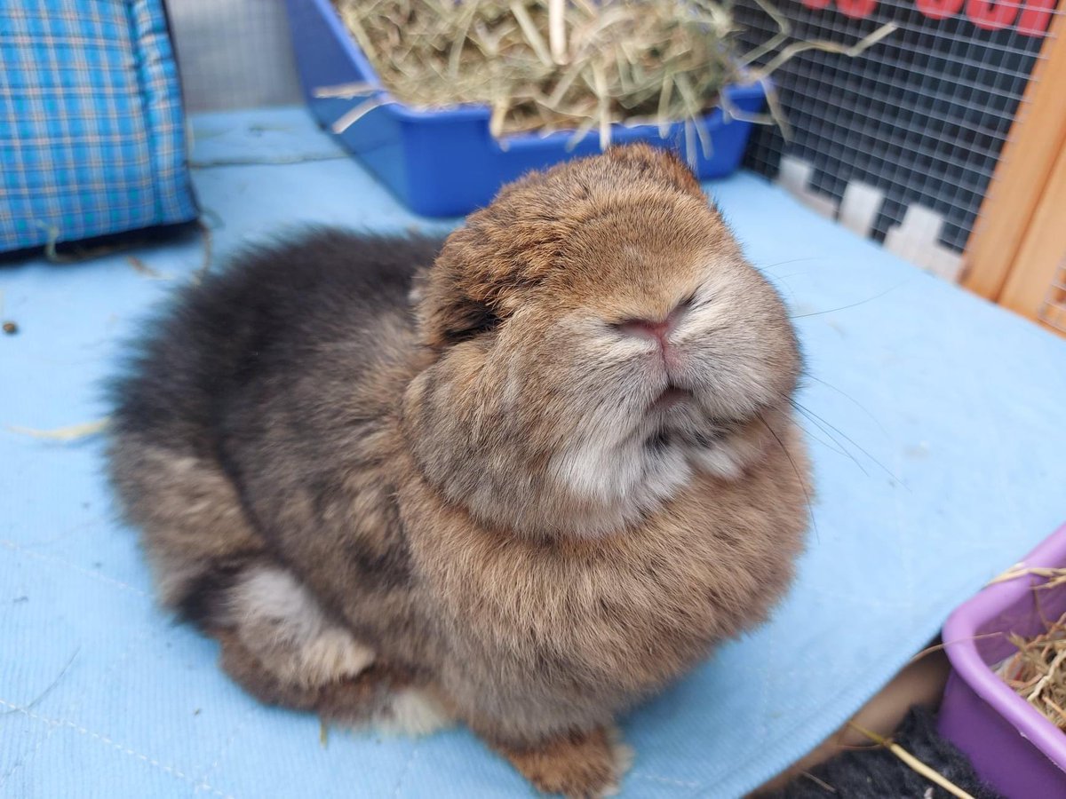 SNORSSanctuary's tweet image. Welcome all our new followers to the SNORS Twitter page! 💚
🐰 If you would like to find out more about us, please visit: snors.co.uk
🐰 To donate: snors.co.uk/how-you-can-he…
🐰 Or if you’d like to follow us on Facebook: facebook.com/snorssanctuary/