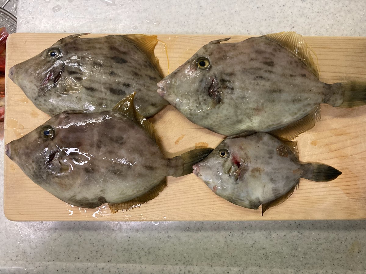 和歌山の上野渡船さんというところでカワハギ釣りをしてきました。シーズン真っ只中のカワハギは肝醤油は最高ですし煮付けにしても美味しいですよね。
おすすめの渡船なので下記ブログにまとめています。
tsuribeta-toushi.com/%e3%80%90%e9%9…