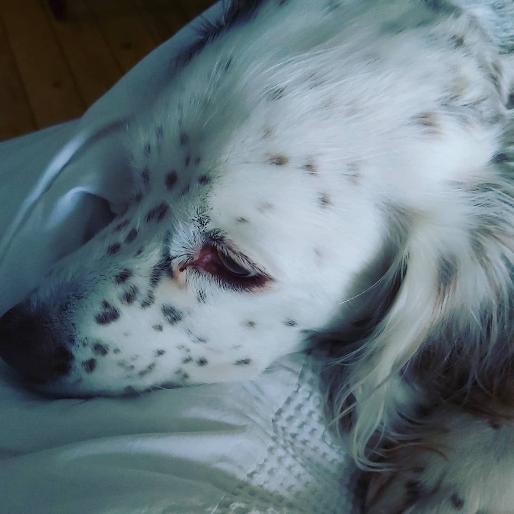 wonky_tree's tweet image. Sunday morning snooze ! Hovis the wonky dog :)