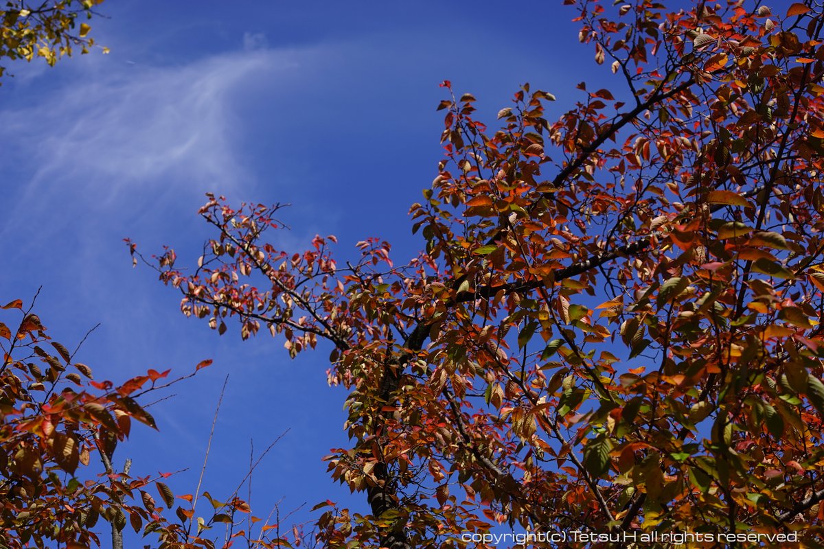 edsoleil2's tweet photo. 【Sonyα × オールドレンズ】α7 / C.C Auto Petri55mm f1.8 紅葉×ペトリレンズ編その1 10月30日撮影 今度は紅葉編 #写真好きな人と繋がりたい #キリトリセカイ #SonyAlpha #オールドレンズ #petricamera #紅葉 https://t.co/hEmmsGC4oq