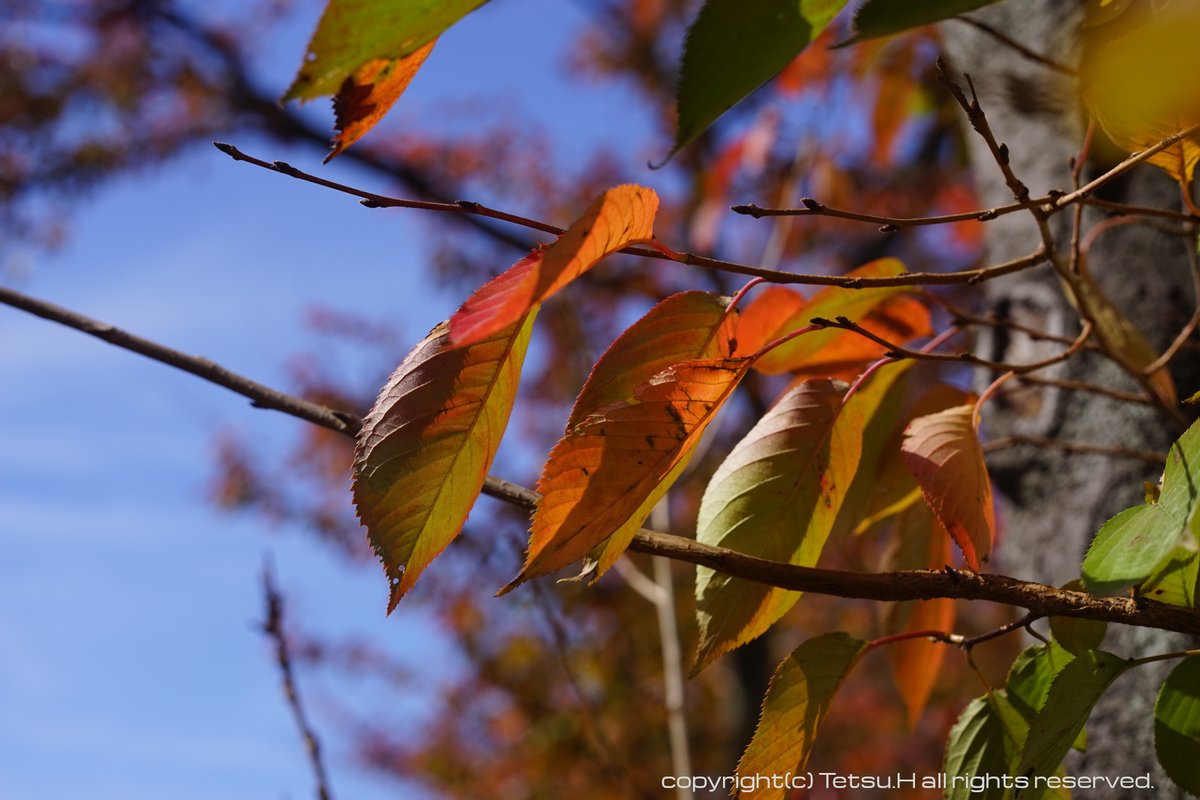 edsoleil2's tweet photo. 【Sonyα × オールドレンズ】α7 / C.C Auto Petri55mm f1.8 紅葉×ペトリレンズ編その1 10月30日撮影 今度は紅葉編 #写真好きな人と繋がりたい #キリトリセカイ #SonyAlpha #オールドレンズ #petricamera #紅葉 https://t.co/hEmmsGC4oq
