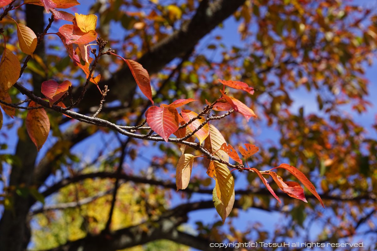 edsoleil2's tweet photo. 【Sonyα × オールドレンズ】α7 / C.C Auto Petri55mm f1.8 紅葉×ペトリレンズ編その1 10月30日撮影 今度は紅葉編 #写真好きな人と繋がりたい #キリトリセカイ #SonyAlpha #オールドレンズ #petricamera #紅葉 https://t.co/hEmmsGC4oq