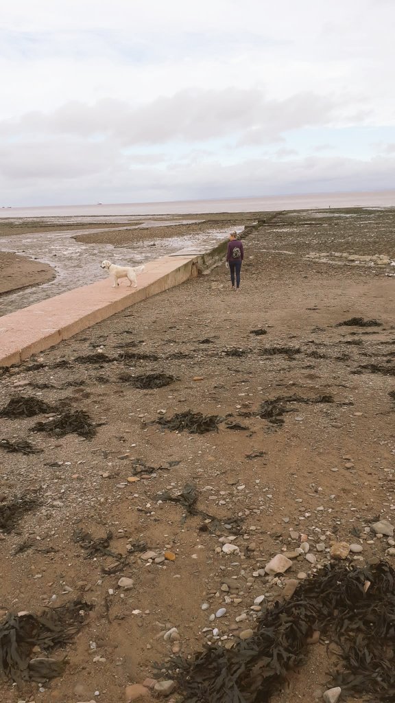MissReeves93's tweet image. At the beach with the pooch 🐶🐕 collecting a few rocks for my Year 10 Geographers to show transportation and erosion! @GeographyNines2 #geographyrocks #geology #funatthebeach