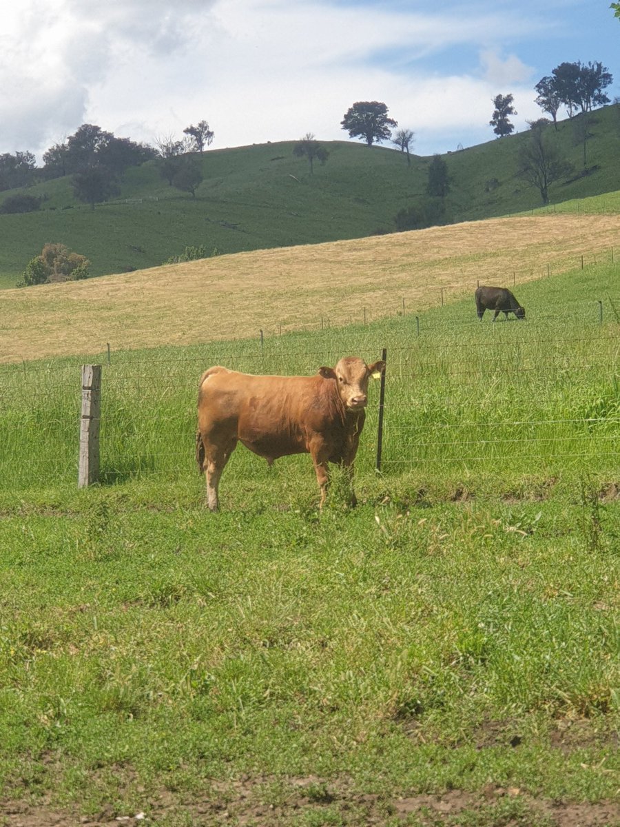 Yearling Akaushi bulls enjoying the sunshine. About to head out to cows.