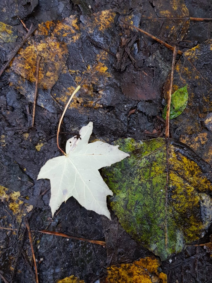 SMannapoli's tweet photo. #AutumnFalls (ad Amsterdam) https://t.co/qi5d1qAZ91