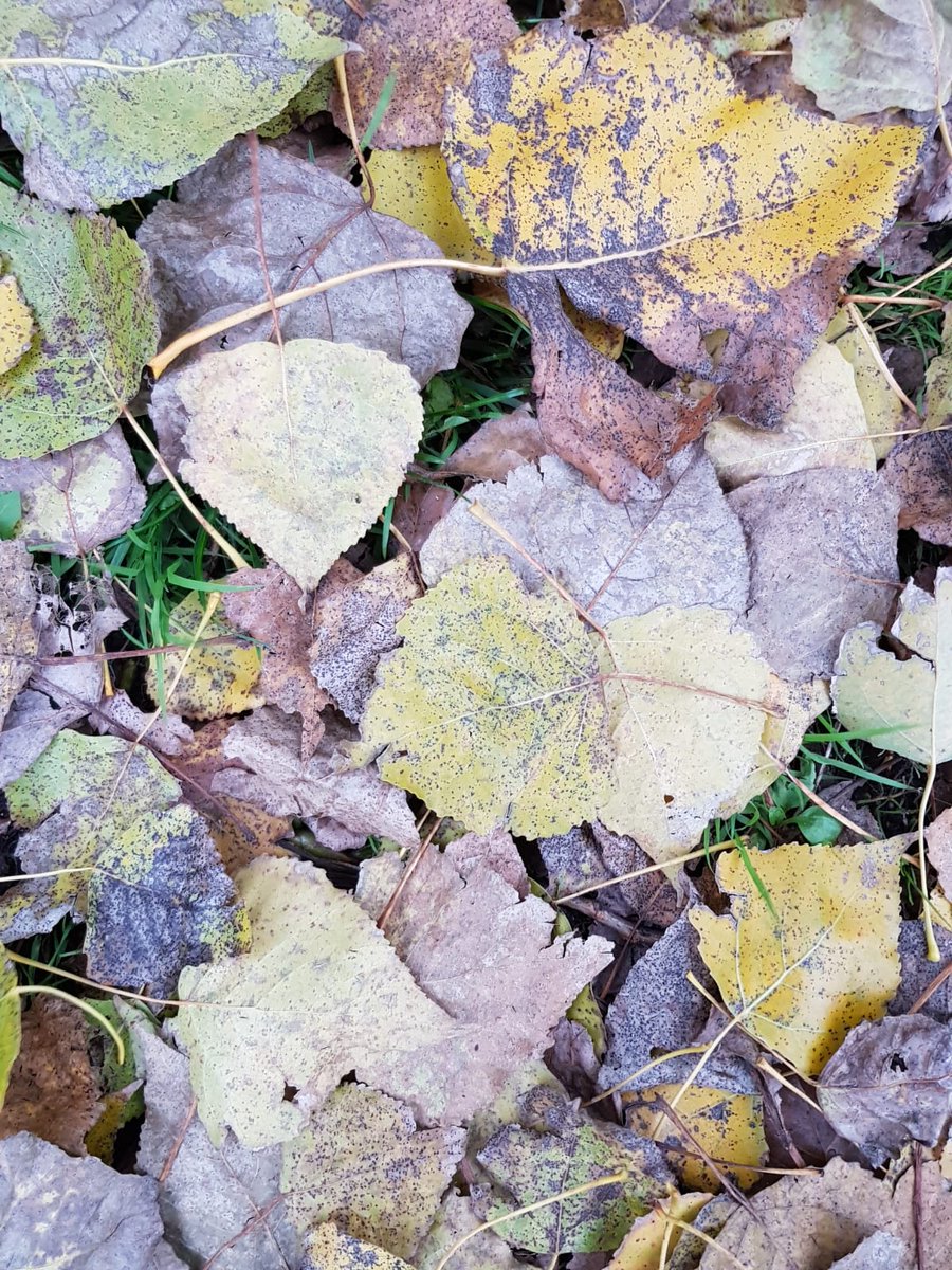 SMannapoli's tweet photo. #AutumnFalls (ad Amsterdam) https://t.co/qi5d1qAZ91