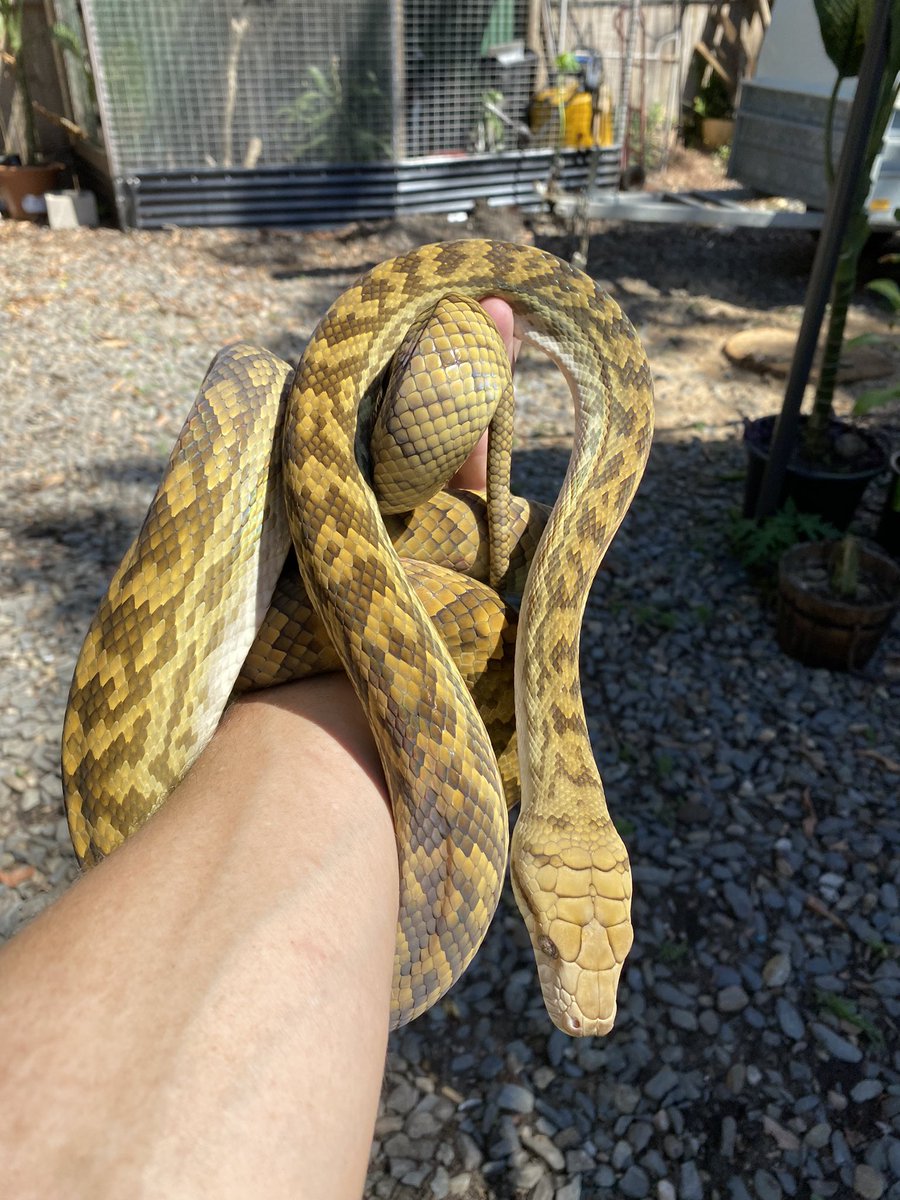 Solarfish tweet media