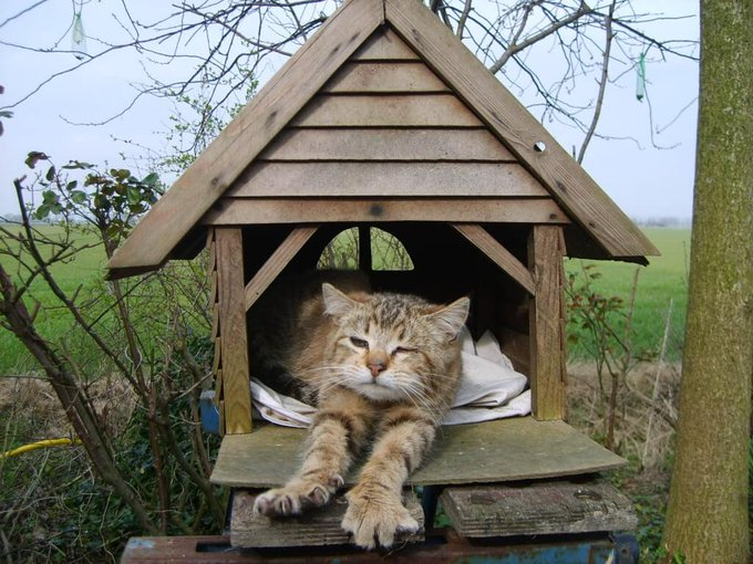 Дома живет кошка. Кот в скворечнике. Домик для кошек. Кошка в скворечнике. Домик для кота своими.