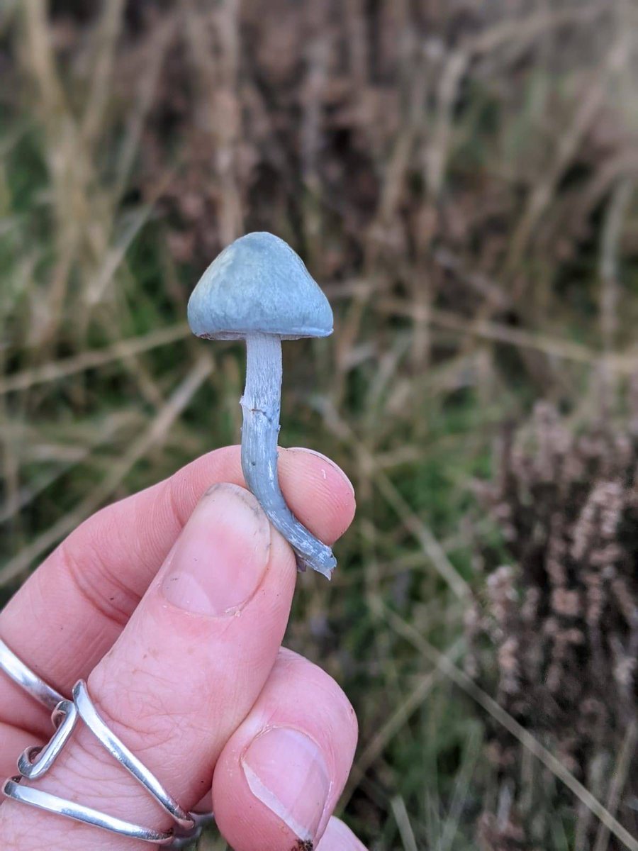 TotallyWildUK's tweet photo. Blue roundhead (Stropharia caerulea) looking exceptionally beautiful found yesterday by Molly. Found quite commonly in mixed woodlands and grasslands at the moment. The stem turns this lovely pale blue. 

https://t.co/eKrUouMVnZ

#poisonous #wildmushrooms #beautifulfungi #nature https://t.co/hxs5cVniul