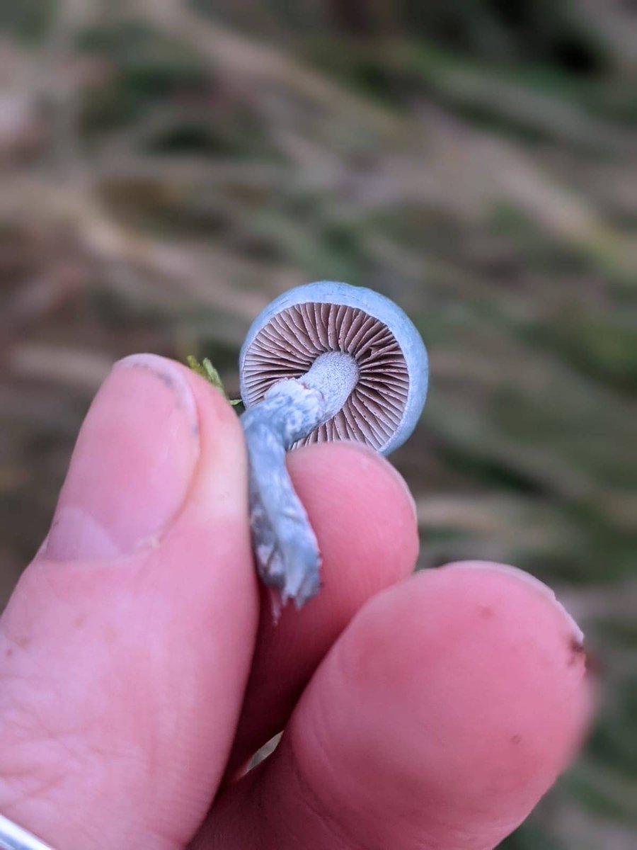 Blue roundhead (Stropharia caerulea) looking exceptionally beautiful found yesterday by Molly. Found quite commonly in mixed woodlands and grasslands at the moment. The stem turns this lovely pale blue. 

totallywilduk.co.uk/foraging-cours…

#poisonous #wildmushrooms #beautifulfungi #nature