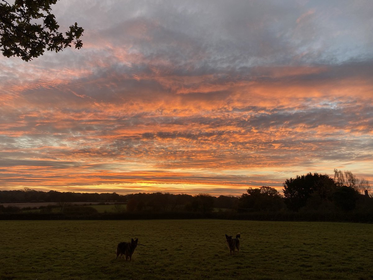 ChristieTames's tweet photo. Morning Sunrise 🌅😍🐕 https://t.co/ItkSwoog7t