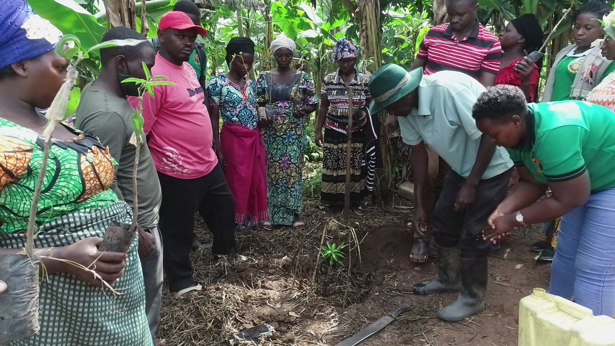PeaceandAction1's tweet photo. The refugee communities in Rwamwanja are taking lead in our tree and fruits planting initiative for environmental management for communities. This initiative is funded by the World Bank under the  Development Response to Displacement Impacts Project (DRDIP) https://t.co/OQeUnvJdf4