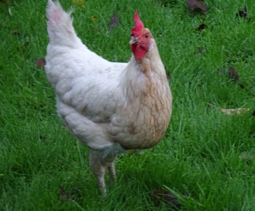 ChickensGreen's tweet photo. The little grass cutting team are hard at work 👍😄😍🐓🐓🐓
#HappyHens #TheGoodLife #Chickens #Hens #FreeRange #ChickenKeeper #Smallholding #henkeeper #ChickenWorld #LifeOfAChicken #Smallholder #GreenAcreCottageChickens #GreenAcreCottageHens #GreenAcreCottage #LifeAsASmallholder https://t.co/7e10g6yNOm