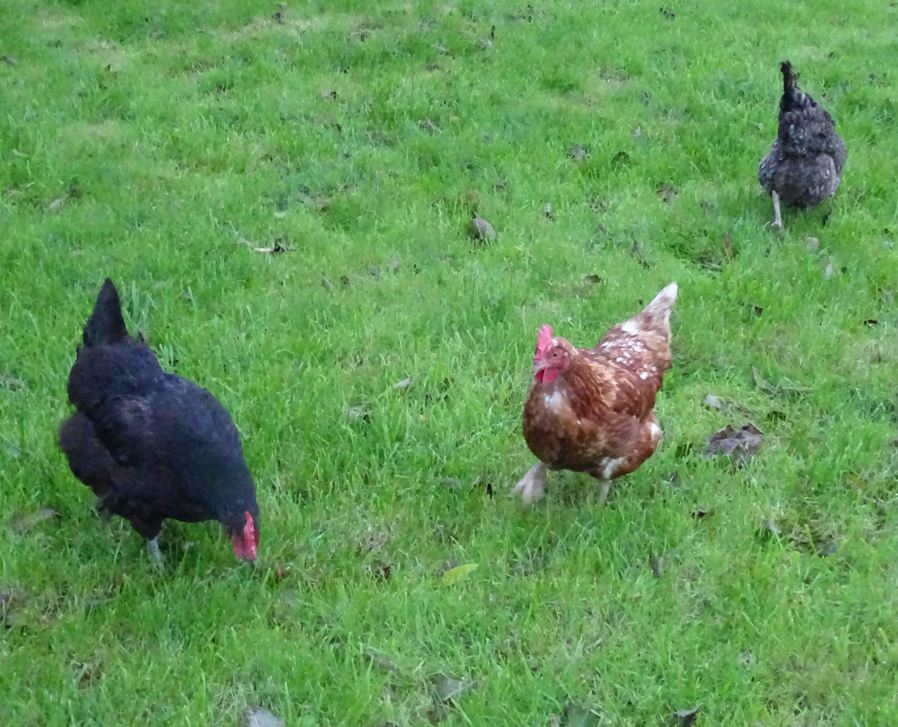 ChickensGreen's tweet photo. The little grass cutting team are hard at work 👍😄😍🐓🐓🐓
#HappyHens #TheGoodLife #Chickens #Hens #FreeRange #ChickenKeeper #Smallholding #henkeeper #ChickenWorld #LifeOfAChicken #Smallholder #GreenAcreCottageChickens #GreenAcreCottageHens #GreenAcreCottage #LifeAsASmallholder https://t.co/7e10g6yNOm