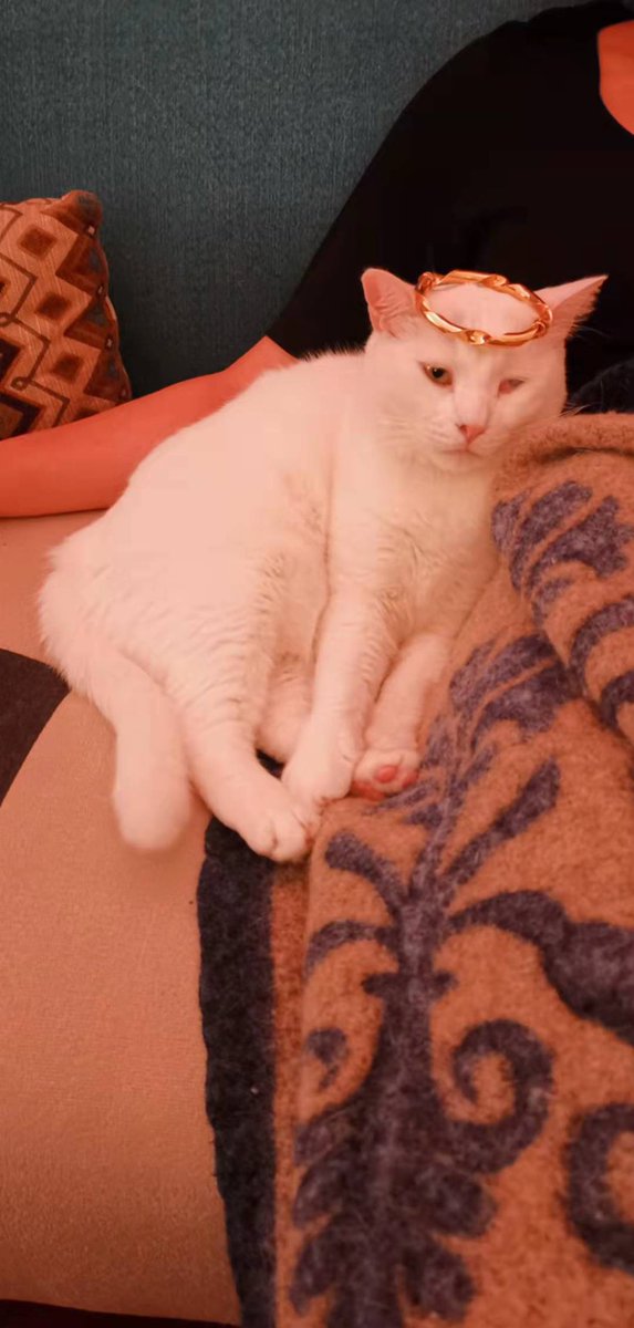 Mimmo_Pirate's tweet photo. Got my crown today finally #catlife #cats #CatsOnTwitter #royalcat https://t.co/p4CJyjsQJ1