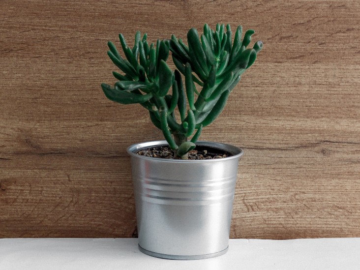 8-Golden-Rules-For-Watering-A-Jade Plant 