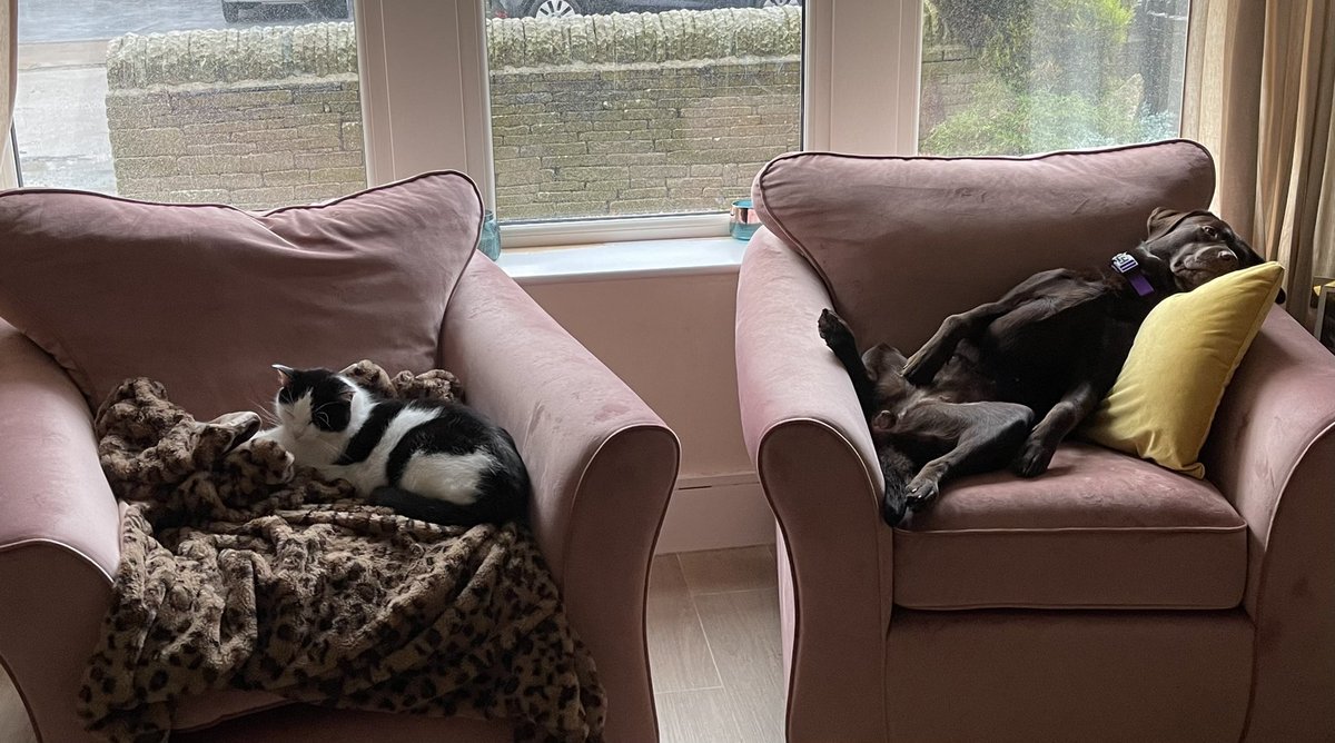 LensandLady's tweet photo. Current mood in my house ….. please don’t shout #hungoversunday #badhead #dogsandcatsoftwitter https://t.co/sm7nes5WuC