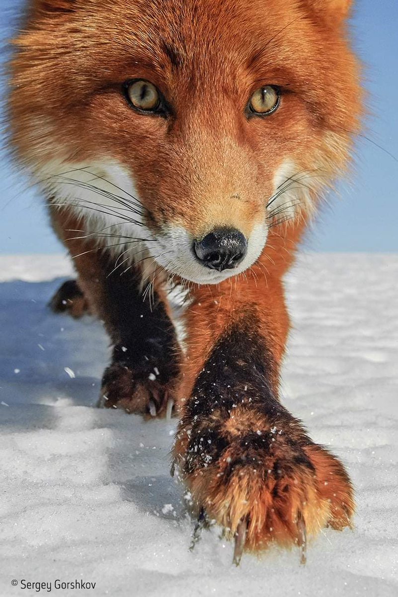 🦊 Magnifique photo d'un renard dans la neige, prise par le photographe russe Sergey Gorshkov ! 🤩