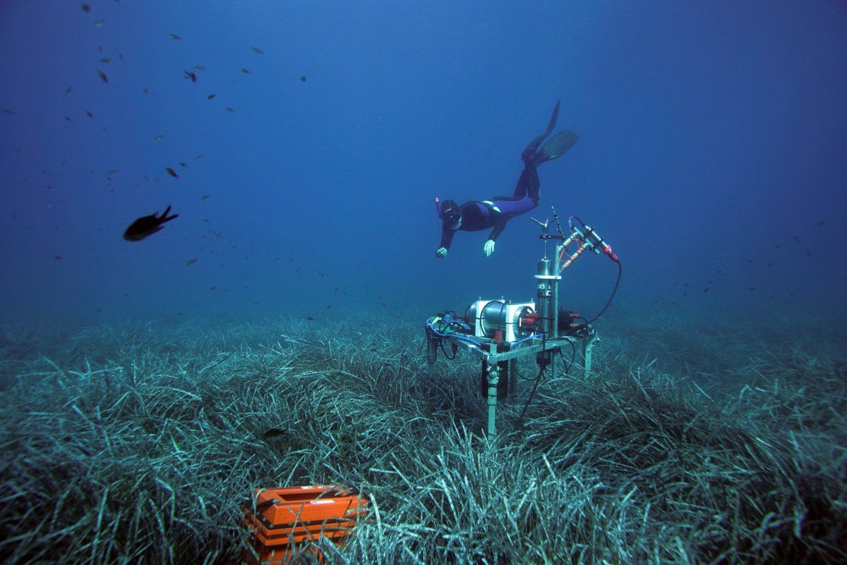 Ne_Fo's tweet photo. Studie zeigt, dass #Seegras im #Mittelmeer in seinen Wurzeln eine #Symbiose mit einem Bakterium unterhält, welches den für das Wachstum notwendigen #Stickstoff liefert. Solche Symbiosen waren bisher nur von Landpflanzen bekannt.@MarineMicrobio

#BioDivNews
https://t.co/p6R7jdI37J https://t.co/uGNzDxiOBF