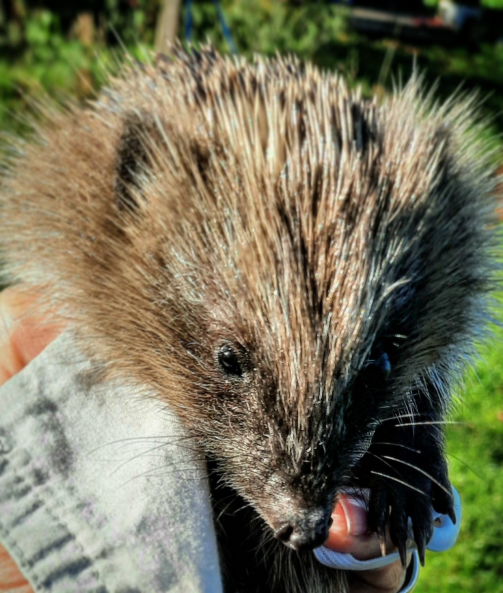 kay_d_wilson's tweet photo. Tech recce in full swing Cardiff City centre when a teeny hedgehog wanders briskly by; weaving beneath the tyres of parked cars. Plucked up, popped in a box, and now happily recuperating at hoggie hospital for release next spring. #setlife #countryfile #locationlife https://t.co/h141C7IVaD
