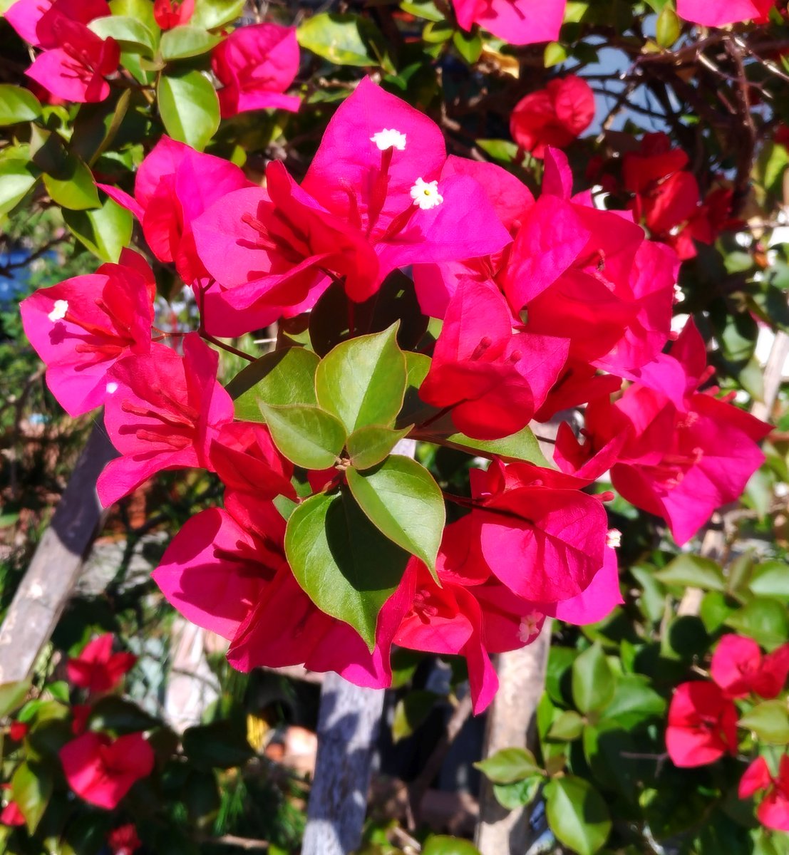 برچسب 白い花 در توییتر