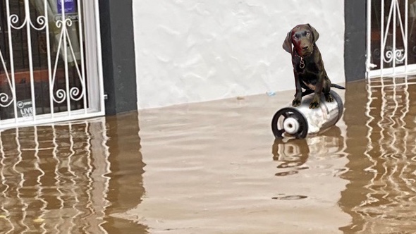 BeerBorders's tweet image. Barney, Riverside Tap's resident dog (Labrador pup) keeping dry during Dumfries's severe flooding last week  on a floating empty beer keg.  From the look on his face he's wondering where on earth it will take him!