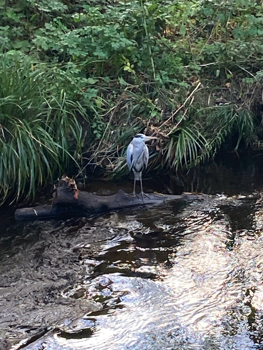 Blessed to have Herbert Park near by in <a href="/DonnybrookVlg/">Donnybrook D4</a> <a href="/BallsbridgeD4/">Ballsbridge D4</a> where views like this are a daily occurrence Just back from a walk with 🐶 and teeming with activity - market, football, tennis, yoga and some just sitting enjoying the sun &amp; view Thanks <a href="/DubCityCouncil/">Dublin City Council</a>