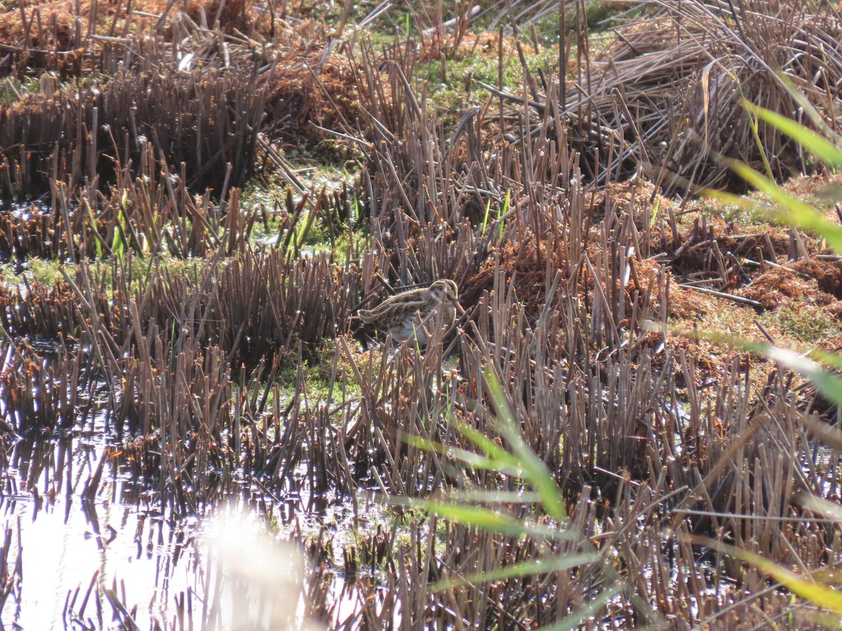 Jack Snipe @titchfieldhaven! 😍 First time I've seen one on the deck - wonderful to watch it bobbing up & down. Highlight of a good morning with Richard C. Twitter ruined the video alas... #HantsBirds