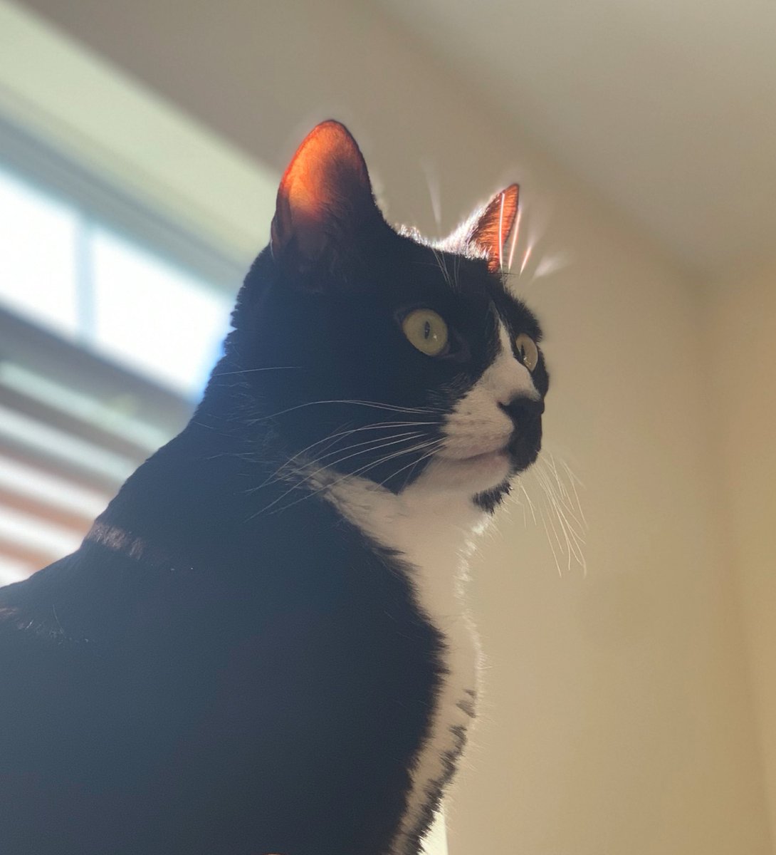 “Last night I had poop stuck on my butt so I used the carpet to get the poop off my butt.” - Winston