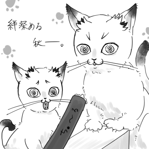🐈🐈🐈 