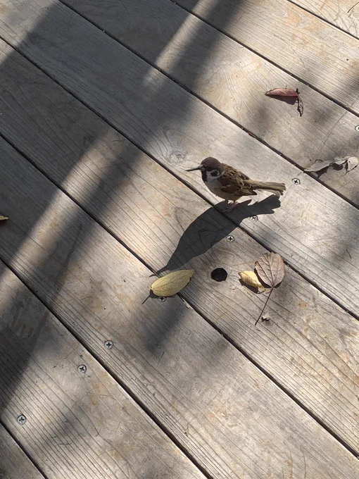 そういえばこれは先日見かけたドリルくちばしなスズメちゃん
後でダチ公に教えてもらったんだけどスズメの嘴って固いものかじって削ったりしないと成長して伸びるらしいですね💪
シュール可愛い 