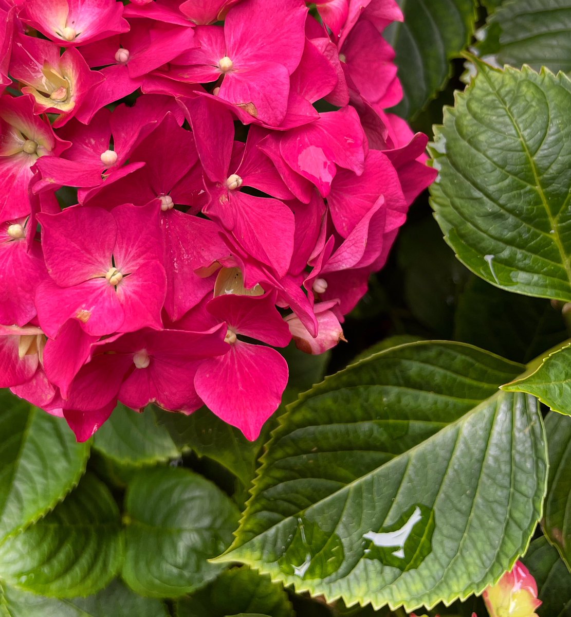 91DaysofSpring's tweet image. Spring Day 68 - Hydrangea, Duckworth Close, Berwick #Flowers #SpringinMelbourne #FlowerReport