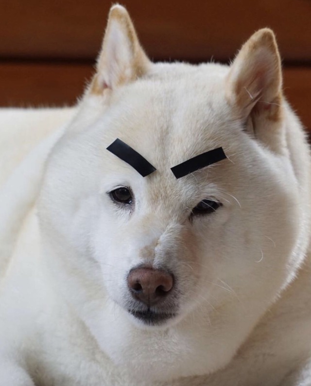 Baby_doge_HODL's tweet image. $KISHU just made top 5 of the most searched coins in the world!!!! 📈🚀 💯💎
And #kishu is increasing nearly 5,000 Twitter followers in just 24 hours
Join #KISHUARMY 👉 @InuKishu, 
I think it will hit 1M and more in next 2 months. it growing faster then $SHIB
#KISHU IS 💎