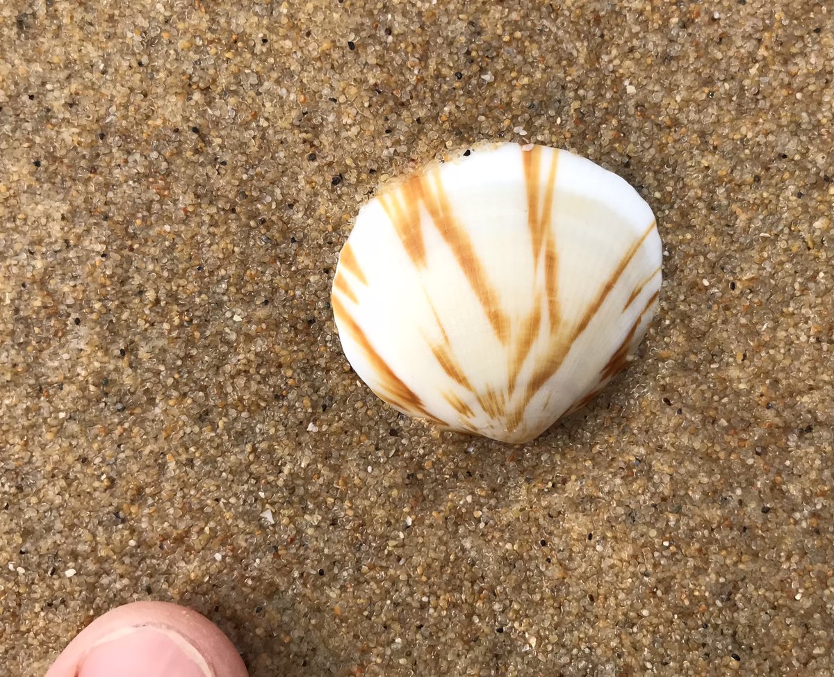 sandramcgeo's tweet photo. These shells always intrigue me. What controls the differences in colour and pattern? #PointRicardo #CapeConran https://t.co/aKgdILKaAL