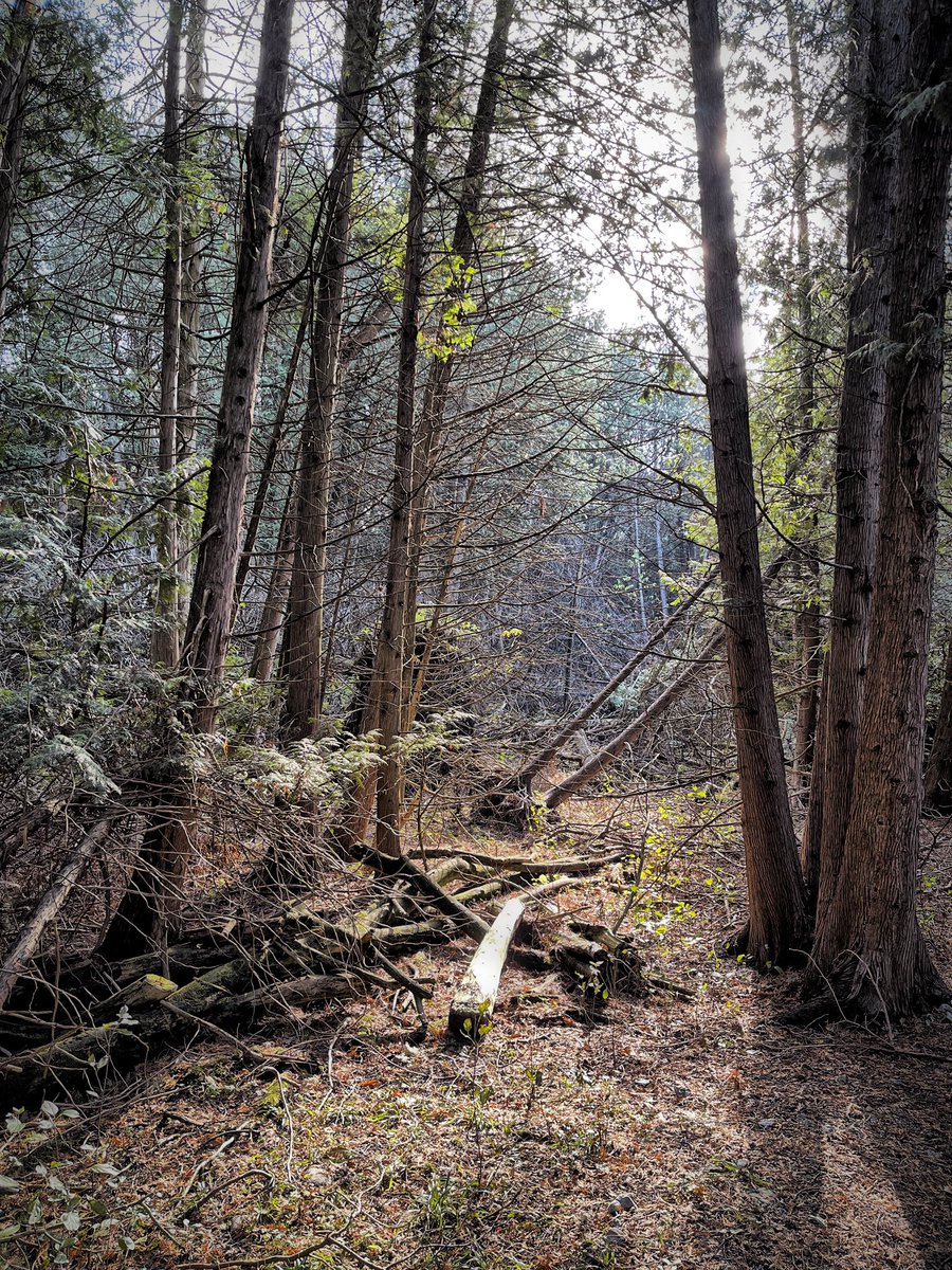 FishHardDave's tweet photo. The calm peaceful serenity of a walk in the woods is much needed in these crazy times! #TimeToBreath #GoodForTheSoul❤️ https://t.co/dejcY1MgGL