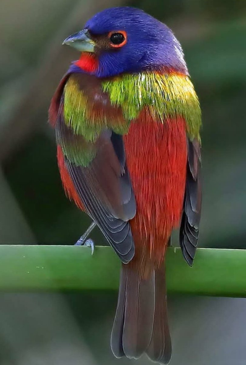 maruscabondini's tweet photo. Happy Sunday dear Twitter Friends. #LifeIsColor  🤗😷 https://t.co/AHyAIf3AAz