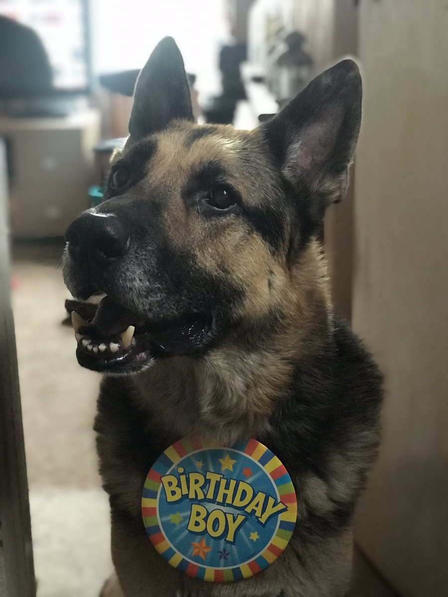 meaniepaws's tweet photo. GOOD MORNING EVERYONE !!! IT’S MAX DAY !!!!!!! LOOK AT THE BDAY BOY !!!! <33 https://t.co/uD8UE8pfHN