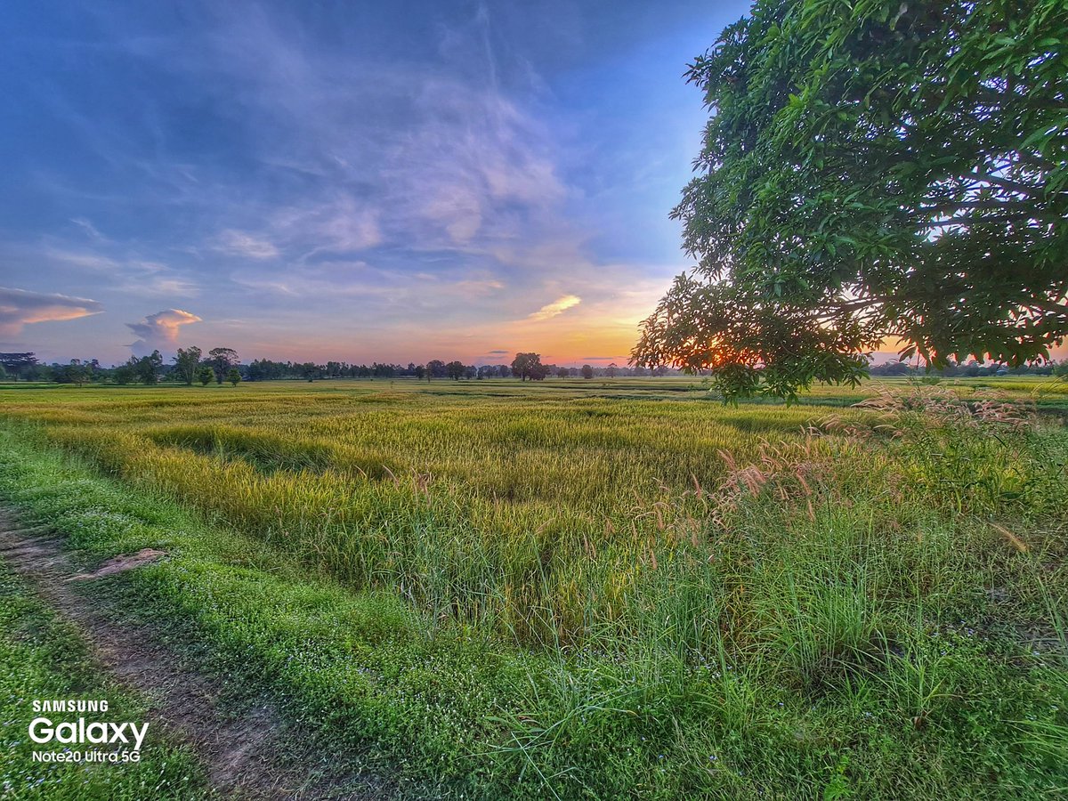 tik_pca's tweet photo. ทุ่งข้าว
#shotbyphone #Note20U https://t.co/k4o2q1Rfjf