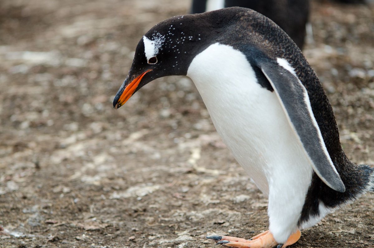 The #Falklands has long been home to a variety of #penguin species. They are symbolic of the islands and who doesn’t love penguins? Keep your eyes peeled 👀 as we hashtag each letter of the word penguins with local pics. 🐧<a href="/FI_Conservation/">Falklands Conservation</a>