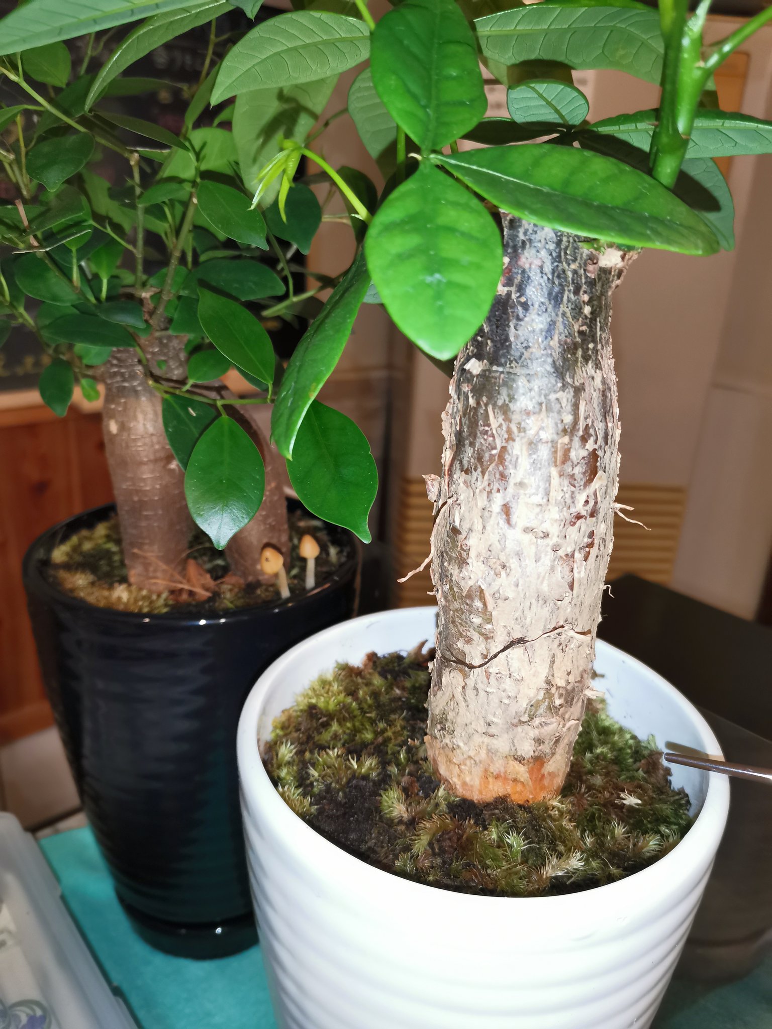 Ryorilabo とかとか Tocatoca 気づいたら観葉植物にキノコが 毒キノコだったり胞子撒き散らしたりしたら怖いなと思いつつも なんかかわいいんで撤去できません ご存知のかたいらっしゃいます キノコ 毒キノコ 観葉植物 T