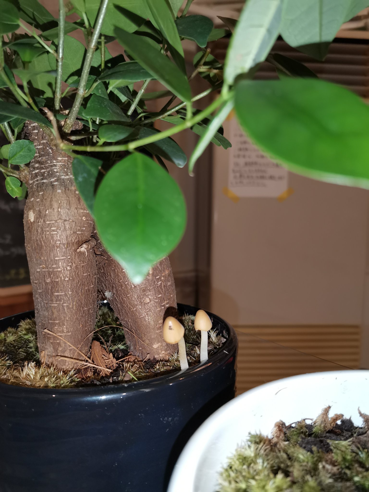 Ryorilabo とかとか Tocatoca 気づいたら観葉植物にキノコが 毒キノコだったり胞子撒き散らしたりしたら怖いなと思いつつも なんかかわいいんで撤去できません ご存知のかたいらっしゃいます キノコ 毒キノコ 観葉植物 T