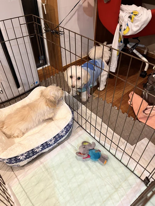 さっそくキキちゃんとトンボくんに興味津々のだるま🐶🐶🍼🐶🍼ここは天国かじゃろか🤦‍♂️ 