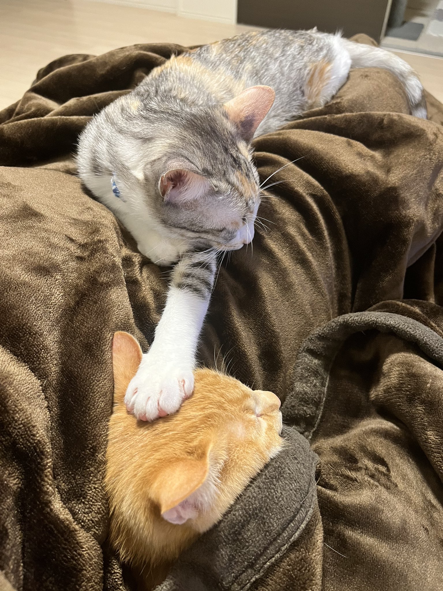 تويتر むぎすず日和 على تويتر 上下関係を表している 笑 子猫 保護猫 茶トラ パステル三毛 姉妹猫 猫好きさんと繋がりたい 猫のいる生活 猫 T Co 6leztxpmpf