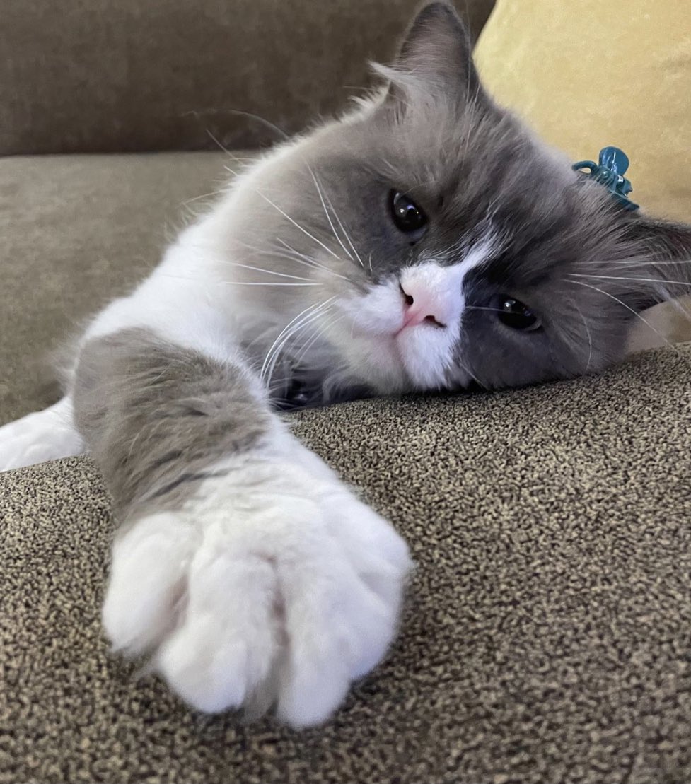 Ghadaa35's tweet photo. 🥺 https://t.co/g0VXCaV6Sy