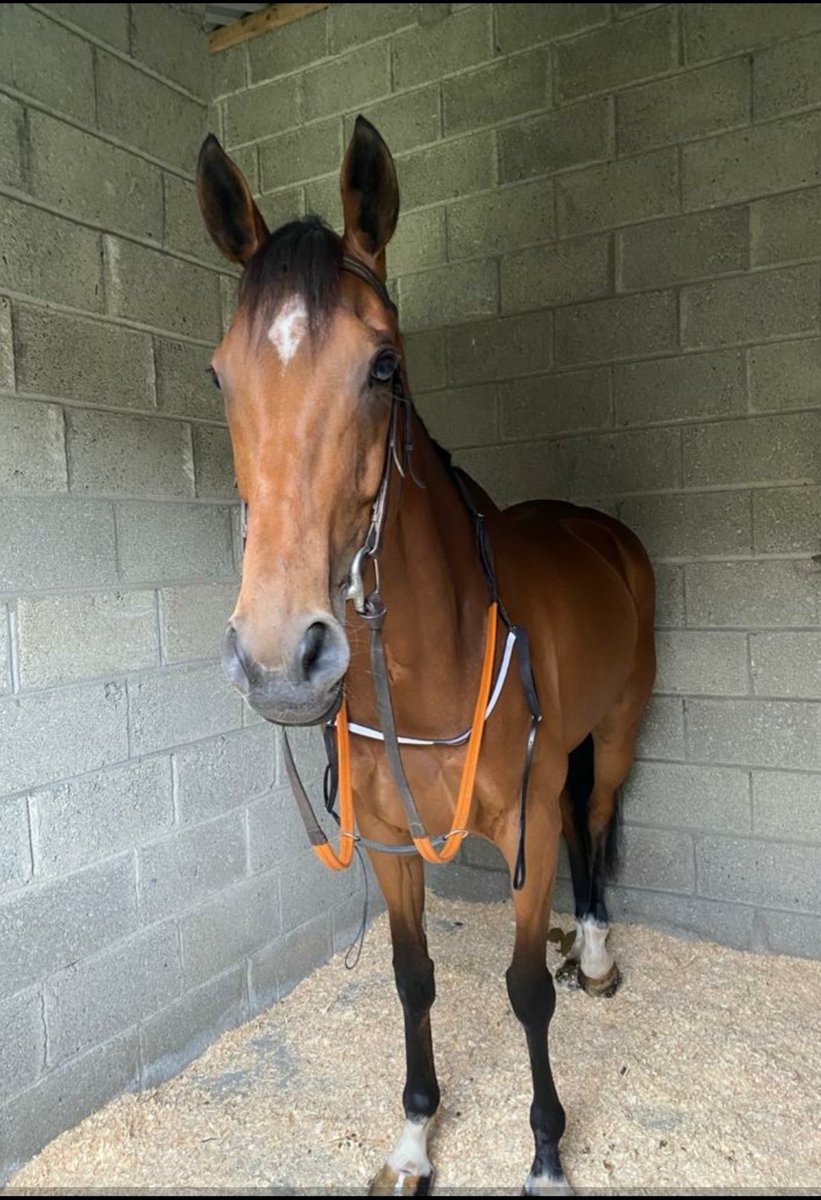 RacingMonaghan's tweet photo. Ballycastle Girl runs in Navan 225pm today on a super busy Sunday with The Meath LGFA Senior Finals. Best of luck all 🇺🇦🇺🇦💙💛🏇🏇 @SeneschalstownG @CaraghMonaghan @AoibheMonaghan1 https://t.co/lwa7fjbRFH