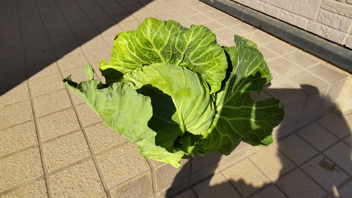 N_STYLE_2007's tweet photo. #家庭菜園

今年は虫に悩まされましたがキャベツが収穫出来ました。
ほうれん草もなんとか発芽。
大根はあと2週間後位ですかねぇ。再来週あたりに玉ねぎを定植予定です。 https://t.co/UDzcDlLoft