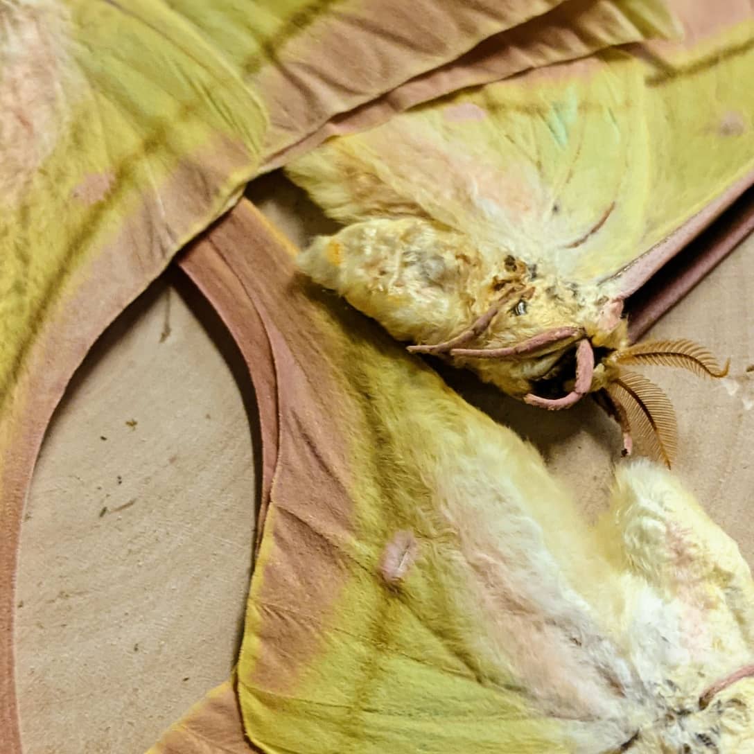 MOTHstudios's tweet image. Only 4 tickets left for our festive workshop👀
@NE1BID
@Ne1Tweets @skullencollectiveltd🎄 
Tickets 👇
bit.ly/3kf2cUm 

#Mothstudios #taxidermy #entomology #taxidermyworkshops #insectpinning #christmasevents #skullencollective #NE1 #Christmas2021