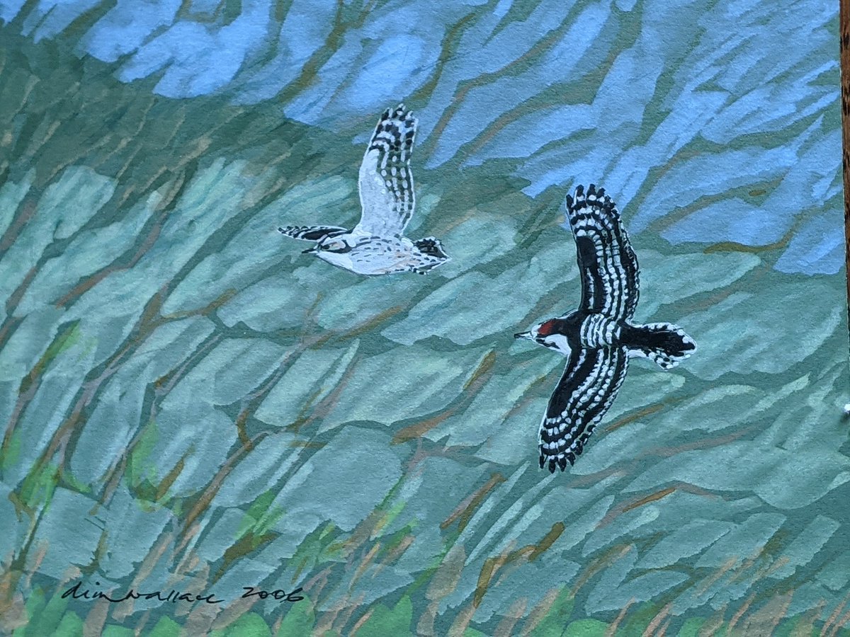 Mightychub's tweet photo. Sad to hear that the master of fieldcraft #DIMW has died. He enabled many people  to discover birds &amp; push the boundaries of field  identification #Localpatcher #Migrationwatcher #Birder #Artist I treasure my LSW artwork he did.#BirdinPeace https://t.co/25oqEWxiHM